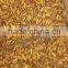 Food Of Human Frozen Silkworm Chrysalis