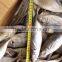 HORSE MACKEREL TARCHURUS JAPONICUS 20CM+