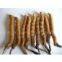 CORDYCEPS SINENSIS POWDER,CORDYCEPS CEPHALOSPORIUM MYCELIA