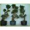 Ficus Ginseng Microcarpa Mini Potted Bonsai Tree Taiwan Ficus Banyan Fig Indian Laurel Fig Indoor Ornamental Plants