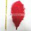 ostrich feather