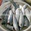 Processed frozen HG Pacific mackerel and Scomber Japonicus
