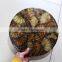 natural ammonite fossil round slice for placemat