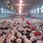 low cost high quality broiler poultry shed design