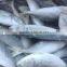 Frozen Whole Round Scad with IQF fish in China