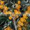 GMP Certified Best Essential Oil Seabuckthorn Fruit Oil Berry Oil China Supplier For Cosmetic Pharma Health Food