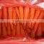 Good quality Fresh carrot size L