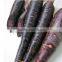 Late Maturity Purple Carrot Seeds Deep Purple Carrot Seeds