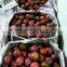 Quality Healthy Passion Fruit/ Vietnam Passion Fruit