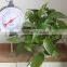 China Manufacturer Mechanical Weighing Scale /Mechanical Spring Scale