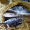 types of tuna bonito tuna