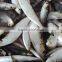 frozen w/r sardine