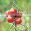 1.8m galvanized tomato Spiral/spiral wire tomato support