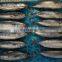 IQF bonito frozen bullet tuna for bait
