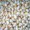Sinocharm Healthy and fresh without foreign matter Frozen Garlic Puree IQF Garlic Puree Frozen Garlic Puree