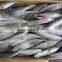 High quality frozen round scad mackerel with small size