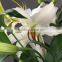 Top grade Siberia white lily dream