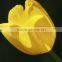 Fashionable Crazy Selling fresh cut gold tulip flower