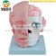 Professional medical human anatomical head ,skull & brain model