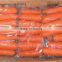 fresh carrot 2016
