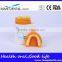 Double-Color Dentition Model School Education Teaching Model
