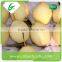 40-44 size of bulk ya pear