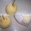 2015 fresh ya pear packing in carton with good quality