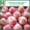 Fresh apple growing paper bag with good quality