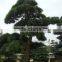 ornamental outdoor natural foliage decorative .bonsai Podocarpus macrophyllus (Thunb.) D. Don