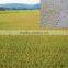 Mono Zinc Sulphate Monohydrate Granular Fertilizer