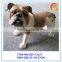 G59-73127hot selling funny resin dog statues made in china