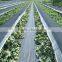 anti uv breathable film weed control mats