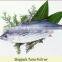 Skipjack tuna