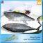 Fair Price Fresh Tuna Stock Albacore