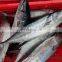 china frozen striped bonito sarda sarda orientalis