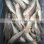 china round scad frozen round scad small eye horse mackerel fish