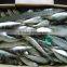frozen sardine for tuna bait