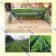 Lettuce seed planter vegetable seed planter machine