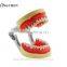 resin teeth jaw model