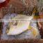 New Wholesale Seafood Whole Round Frozen Golden Pomfret/Pompano Fish