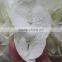 Fragrant aroma new coming white hydrangea bouquet