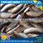 Purse seine 15ppk Sardine for Bait on sale