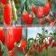 Chinese wolfberry goji berry