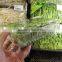 Fruit Packaging Tray 750g Disposiable Clear Plastic Packing Flat Vegetables Tray