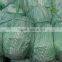 Round cabbage for export