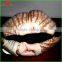 Preschool Teachers Clam Scallop Plush Finger Hand Puppet