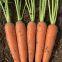 drought resistant hIgh yield and strong growth hybrid carrot seeds vegetable seeds no.83