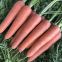 drought resistant hIgh yield and strong growth hybrid carrot seeds vegetable seeds no.83