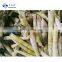 Grade A Export Wholesale High Quality IQF Frozen Leizun