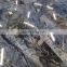low price blue granite bahia slabs